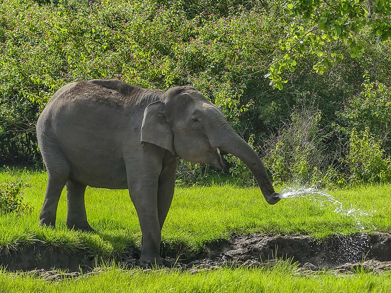 File:Asian Elephant (44236470621).jpg