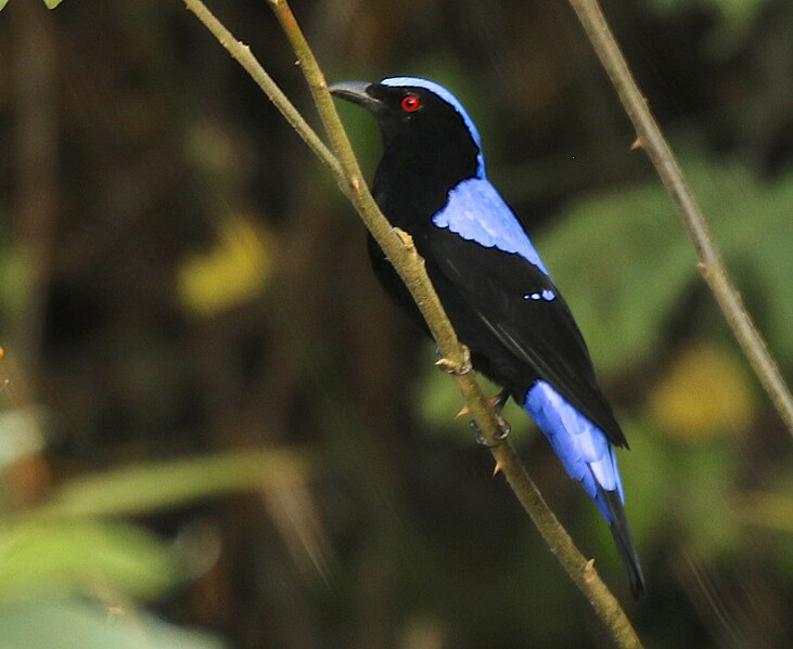 File:Asian Fairy-Bluebird2.jpg