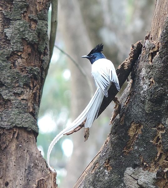 File:Asian Paradise Flycatcher4.jpg