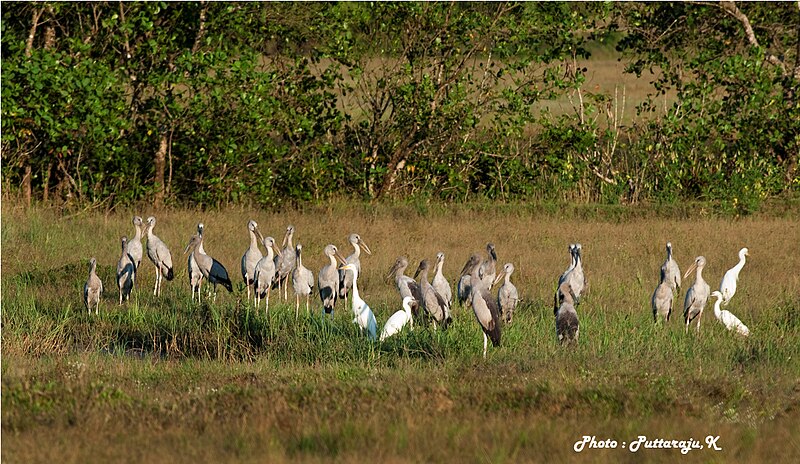 File:Asian openbill stork.jpg