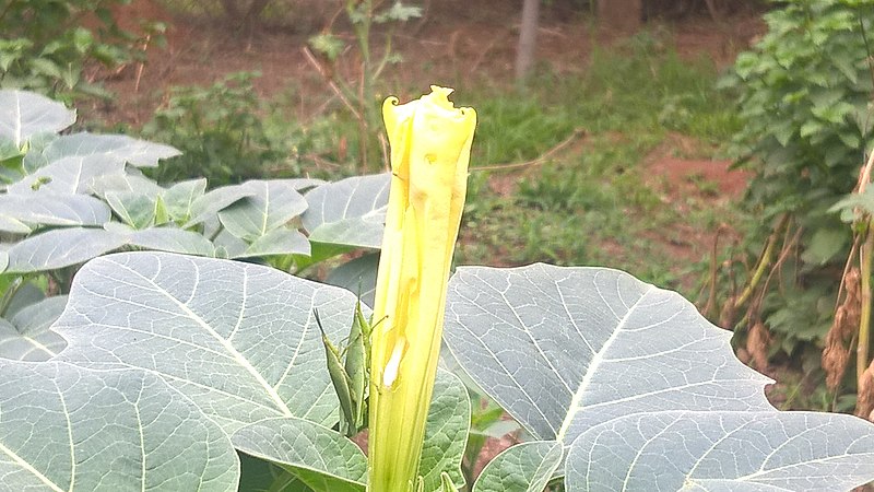 File:Asolla bhatti wildlife sanctuary.-closed flower.jpg