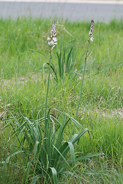 File:Asphodelus albus bonneuil-matours 86 09052008 1.JPG