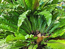 Asplenium nidus (Bukidnon, Philippines) 02.jpg