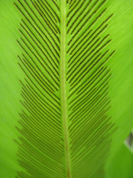 ไฟล์:Asplenium_nidus_002.jpg