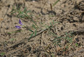 Astragalus arenarius image kz1.jpg açıklaması.