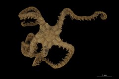 File:Astroceras verrucosum - OPH-000493 hab-dor select.tif (Category:Echinodermata in the Natural History Museum of Denmark)