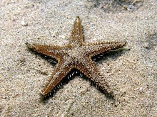 Astropecten spinulosus Croația09 - 6957.jpg