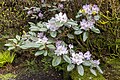 * Nomination Rhododendron at Biddulph Grange Garden. By User:Mike Peel --XRay 05:24, 18 January 2024 (UTC) * Promotion  Support Good quality. --Johann Jaritz 05:29, 18 January 2024 (UTC)