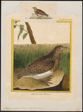 <span class="mw-page-title-main">White-bellied seedsnipe</span> Species of bird