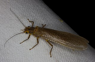 <i>Attaneuria</i> Genus of stoneflies