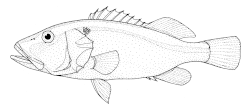 Aulacocephalus temminckii (goldribbon soapfish). 
 gif-billede
