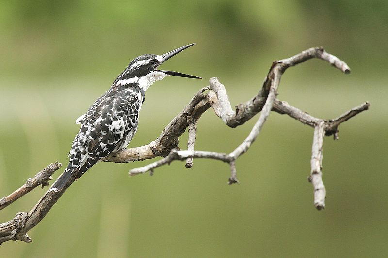 File:Austin Roberts Bird Sanctuary-066.jpg
