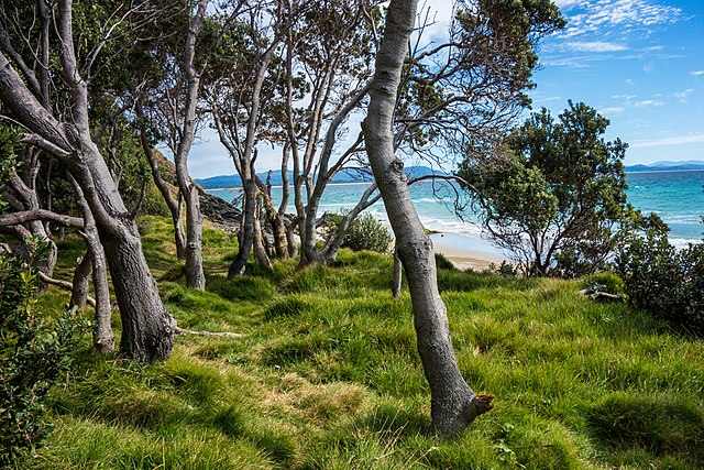 Coastal vegetation at Byron Bay, 2016