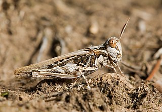 <i>Austroicetes</i> Genus of grasshoppers