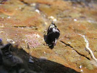 <i>Austromitra volucra</i> Species of gastropod