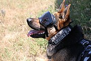 Aviators performs medevac training, military working dogs climb to new heights 150724-A-AB123-004.jpg