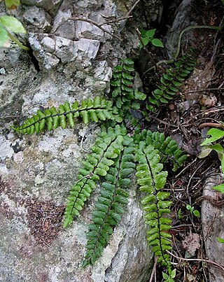 <i>Asplenium trichomanes <span style="font-style:normal;">subsp.</span> coriaceifolium</i> Subspecies of fern in the family Aspleniaceae