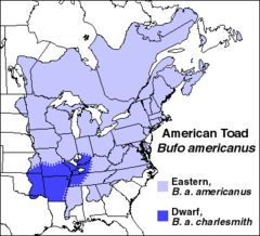 Distribución de A. americanus