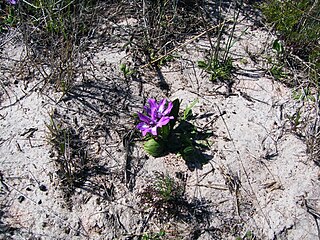 <i>Babiana nana</i> Species of flowering plant