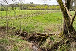 Vorschaubild für Landschaftsschutzgebiet FFH-Gebiet Leiberger Wald