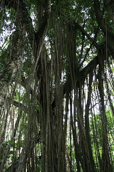 File:Bali Indonesia Ubud Monkey Forest trees.JPG