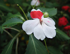 Бальзамин. Бальзамин Impatiens. Королевский бальзамин. Бальзамин тайский. Бальзамин repens.