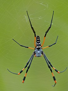 Trakasti zlatni kuglasti mrežni pauk (Nephila senegalensis) (13928592686) .jpg