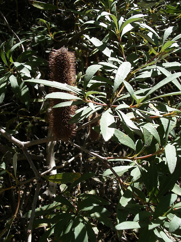 An ageing flower spike, fading to grey at Australian National Botanic Gardens in Canberra. It is arising from a stem at least three years old, evidenc