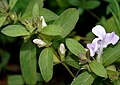 Barleria cristata W IMG 2899.jpg