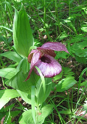 Cypripedium: Beschreibung, Inhaltsstoffe, Verbreitung