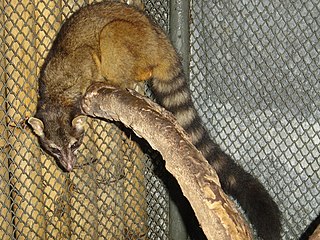<span class="mw-page-title-main">Cacomistle</span> Species of carnivore