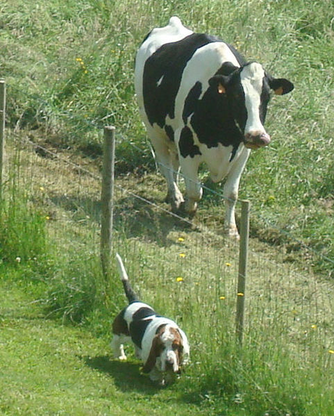 File:Basset-hound with a cow.jpeg