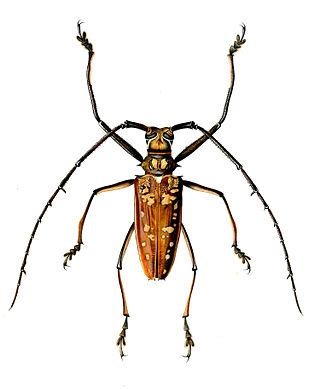 <i>Batocera victoriana</i> Species of beetle