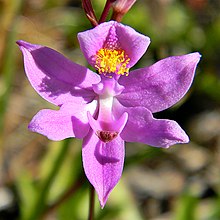 Berjenggot Rumput Pink Orchid (5433321237).jpg