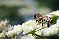Bee - Andrenidae.jpg