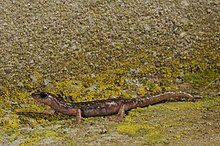 Der Sàrrabus-Höhlensalamander, eine auf Sardinien endemische Art