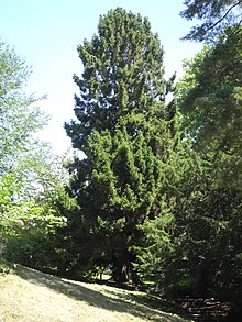Bergpark Wilhelmshöhe - Baum 175 2019-07-23.JPG