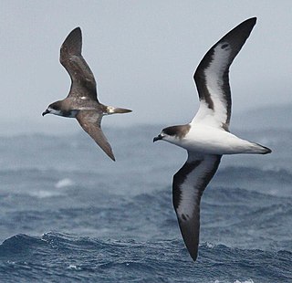 Bermuda petrel species of bird