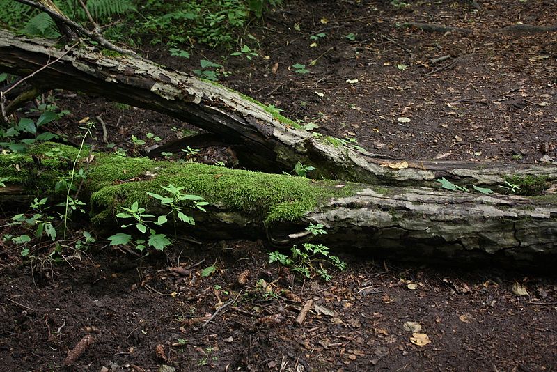 File:Białowieski Park Narodowy03 08.jpg