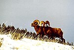 Thumbnail for File:Bighorn Sheep in Shoshone National Forest.jpg