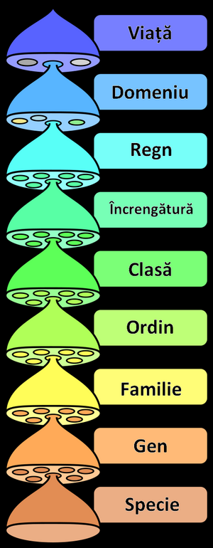 Rang Taxonomic