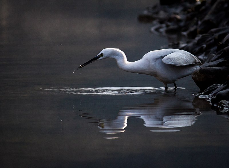 File:Bird egret.jpg