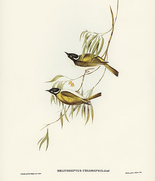 File:Bird illustration by Elizabeth Gould for Birds of Australia, digitally enhanced from rawpixel's own facsimile book310.jpg