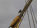 A bird perched near a wooden block