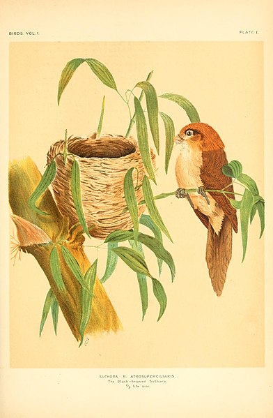 File:Birds (Plate I) (7460297842).jpg
