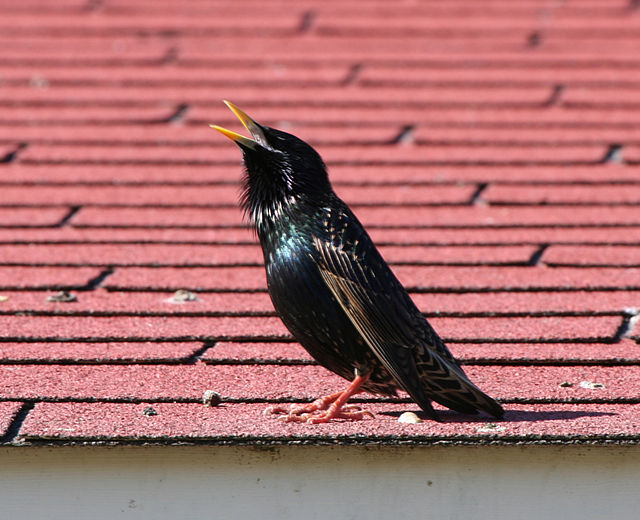 Bird calls can serve as alarms or keep members of a flock in contact, while the longer and more complex bird songs are associated with courtship and m