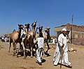 Birqash Camel Market سوق الجمال -برقاش