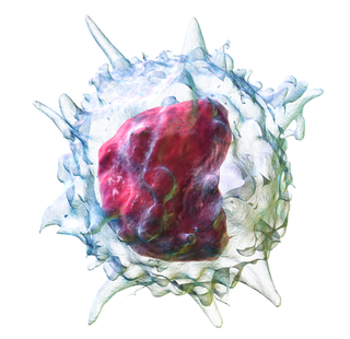 <span class="mw-page-title-main">Monocyte</span> Subtype of leukocytes