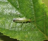 Blepharidopterus angulatus