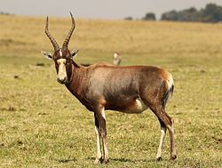 Blesbok, Damaliscus pygargus phillipsi, at Krugersdorp Game Reserve, Gauteng, South Africa (26872993194).jpg